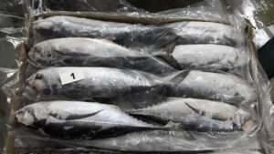 Frozen-Horse-Mackerel-fish