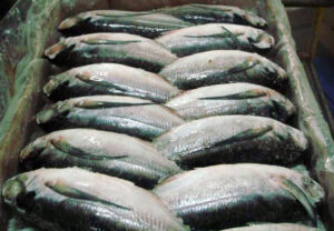 Frozen Sardine Fish