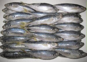 Horse-Mackerel-Fish-Vietnam