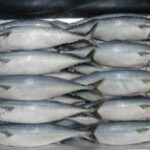 Mackerel-Fish-Frozen-e1560307484555.jpg