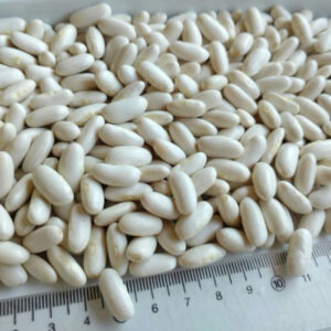 WHITE KIDNEY BEANS4