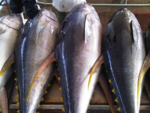 Yellowfin Tuna10