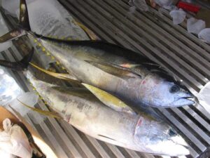 Yellowfin Tuna7