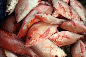 best red snapper fish suppliers