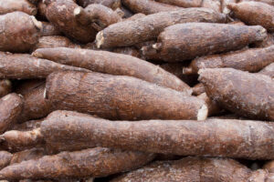 cassava tuber2