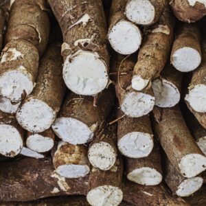 cassava tuber3