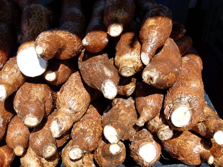 Good Quality Fresh Cassava Available – aglowinvestments