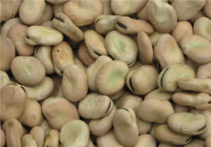 faba beans1