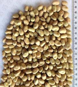 faba beans2