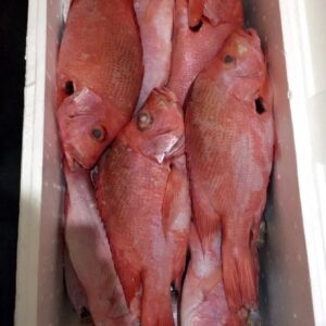 fresh frozen red snapper121