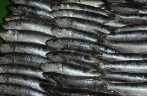 frozen-sardine-fish-10-1493968630_p_2697164_562921