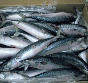 high-quality-frozen-tatlantic-mackerel-fish-500x500