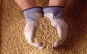 soybeans1