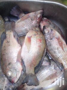 tilapia1