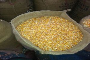 yellow corn6