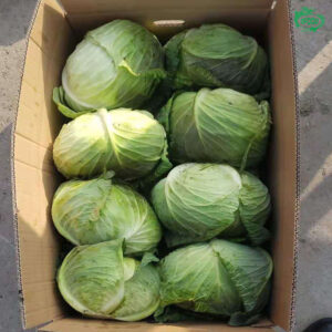 cabbage4