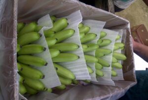 green bananas1