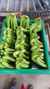 green bananas4