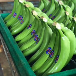 green bananas5