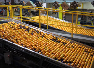 Hamlin oranges are washed, graded and packed for shipment at the Dundee Citrus Growers Association packing house in Lake Hamilton, Florida.