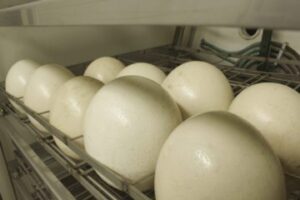 fertile ostruch eggs for hatching