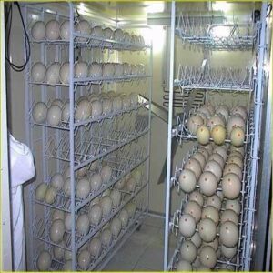 fertile ostruch eggs for hatching1