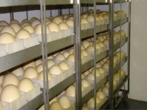 fertile ostruch eggs for hatching2