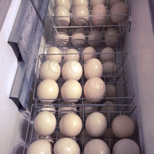 fertile ostruch eggs for hatching4