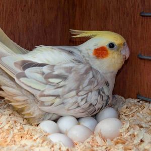 parrots eggs2