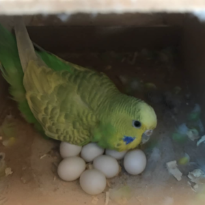 parrots eggs3